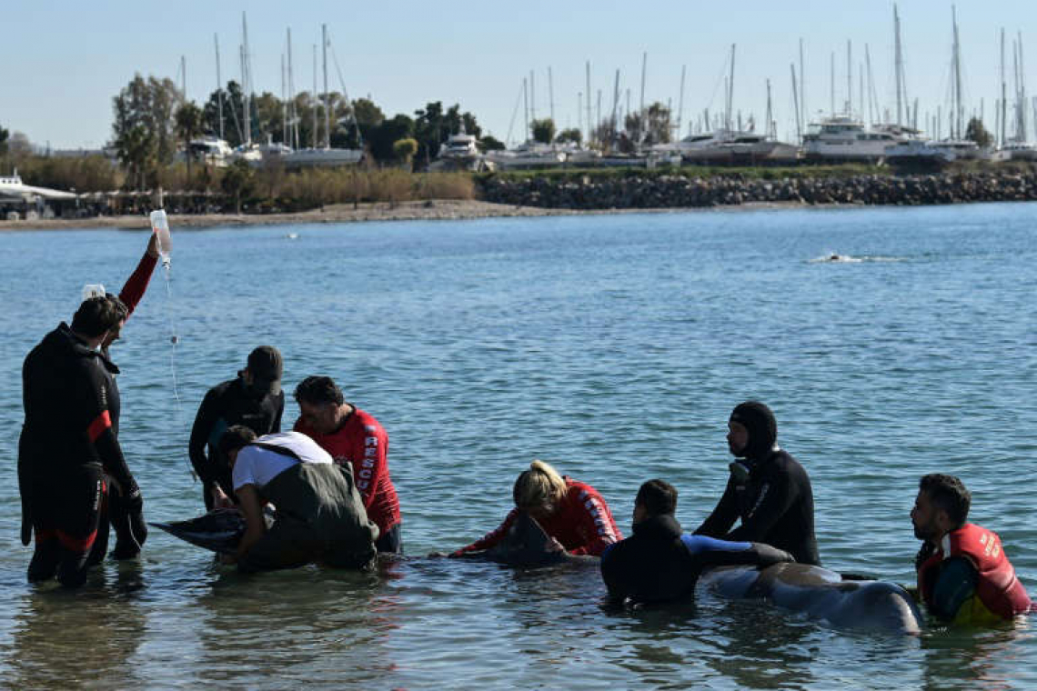 Una joven ballena herida encalla en una playa cerca de Atenas 