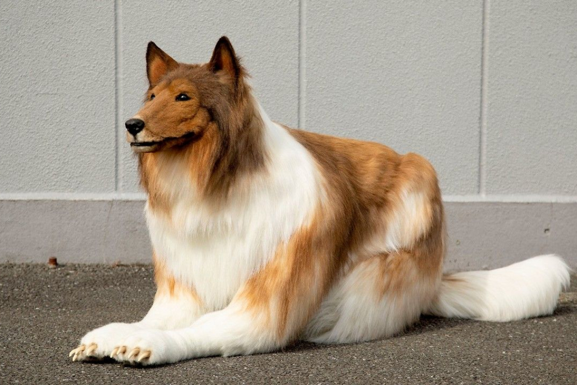 Toko-san, el japonés que pagó miles de dólares para cumplir su sueño y convertirse en perro 
