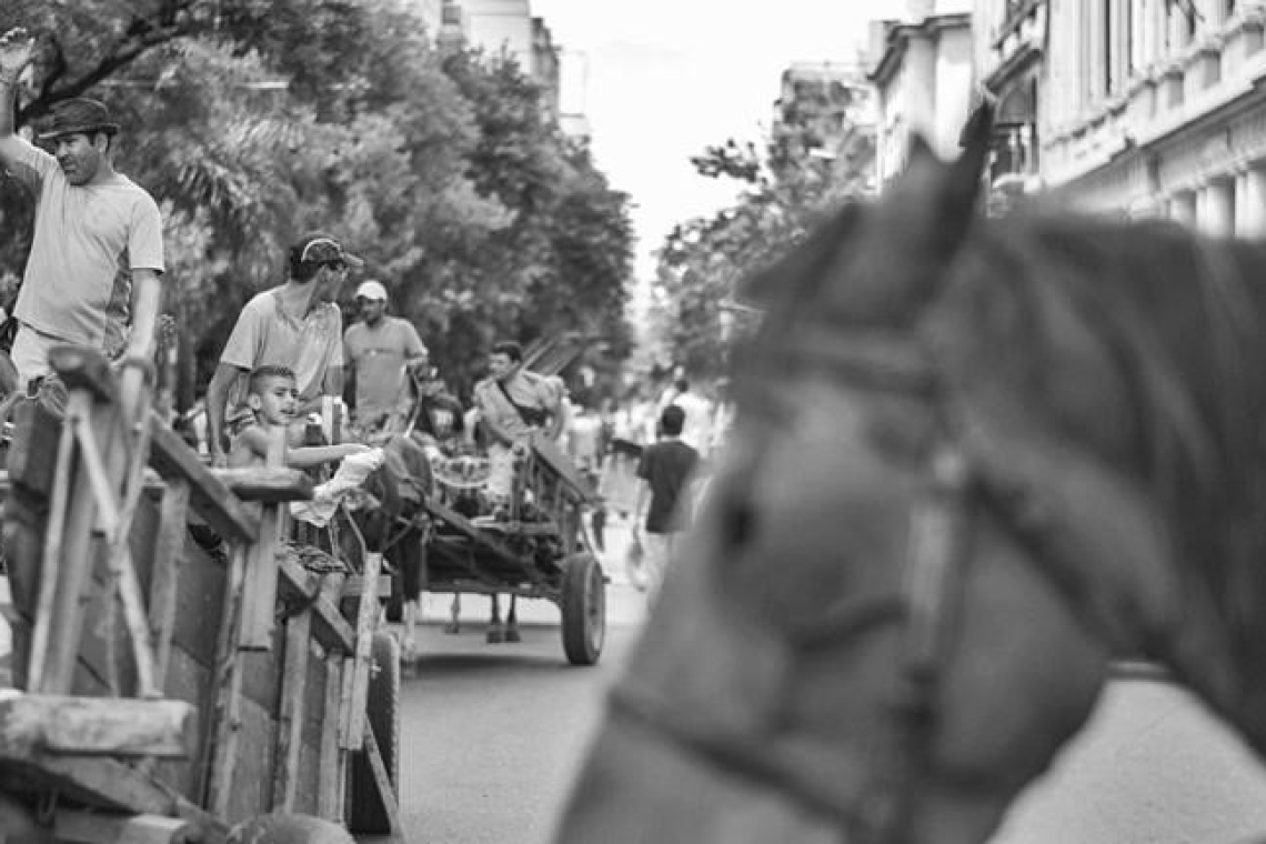 1300 caballos fueron recuperados 