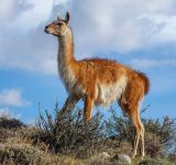 Argentina hace historia con la reaparición de un mamífero en peligro de extinción