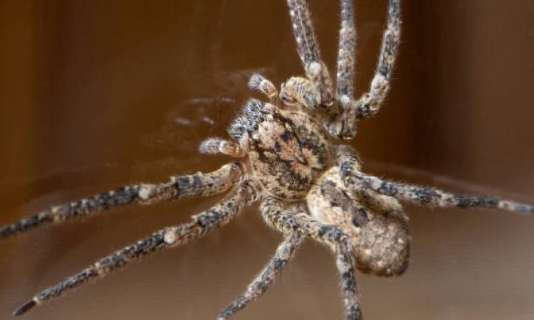 Las arañas gigantes Nosferatu se extienden en el Báltico